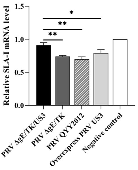 Vaccines Free Full Text The Deletion Of Us3 Gene Of Pseudorabies Virus Prv Δge Tk Strain