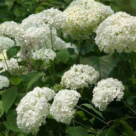 White Shade Hydrangea | C&J Gardening Center