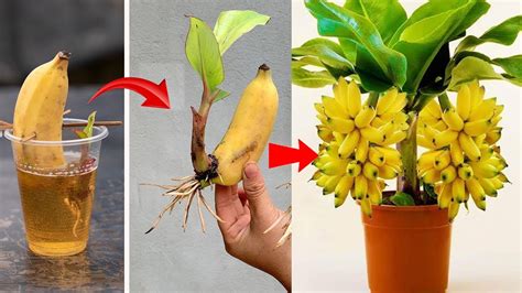 Super Special Technique For Propagating Bananas Using Coca Cola And