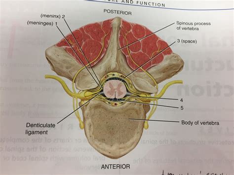 Transverse Section Of Spinal Cord Diagram Quizlet