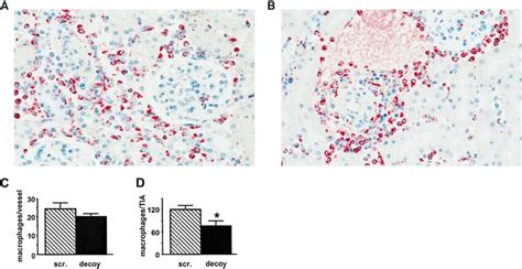 Effect Of NFB Decoy On Monocyte Infiltration In Renal Allografts At 72