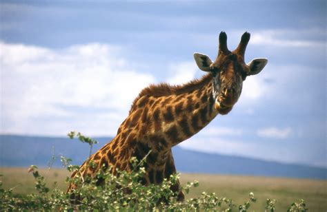 Giraff Djur Huvud Gratis foto på Pixabay Pixabay