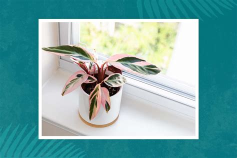 8 Houseplants With Pink Leaves