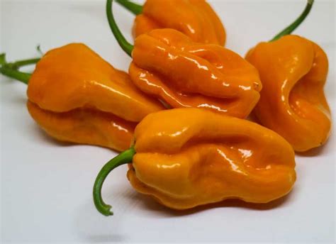 Big Sun Habanero Chili Peppers Wiki Fandom