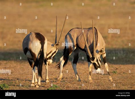 Two Male Gemsbok Antelopes Oryx Gazella Fighting For Territory