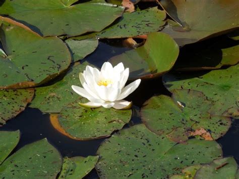 Free Images Sea Nature Leaf Flower Petal Pond Reflection Pink