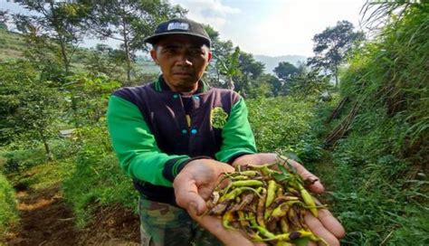 Petani Cabai Rawit Di Lembang Gagal Panen Tanaman Busuk Akibat Cuaca