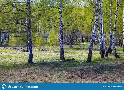 Birch Grove On A Sunny Day Stock Image Image Of Scenery