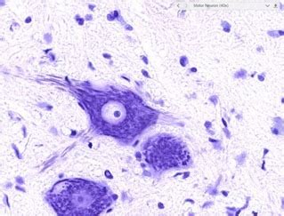 Neuron Histology slide Diagram | Quizlet