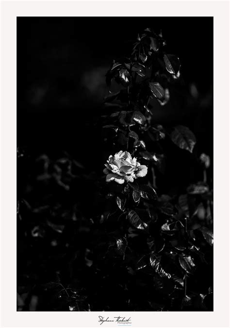 Sombres Fleurs St Phane Thi Baut Flickr