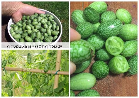 Что такое мини-огурчик «Мелотрия»😌😌😌 . Его ещё называют: мини огурчик ...