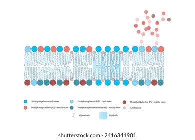 Diagrams Showing Schematic Structure Cytoplasmatic Membrane Stock ...