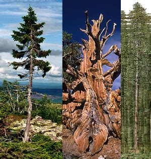 The Oldest, Tallest, Widest and Biggest Trees in the World | I Like To ...
