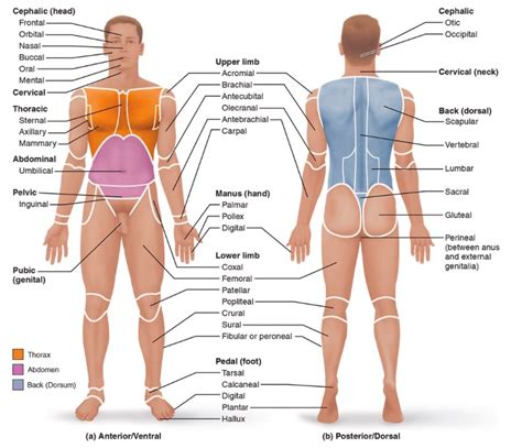 Anatomical Regions Directional Terms Diagram Quizlet