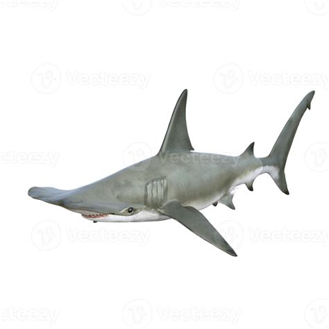 Ilustración De Modelo 3d De Tiburón 10922178 Png