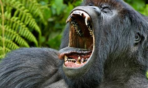 Silverback Gorilla fight | TMMAC - The MMA Community Forum