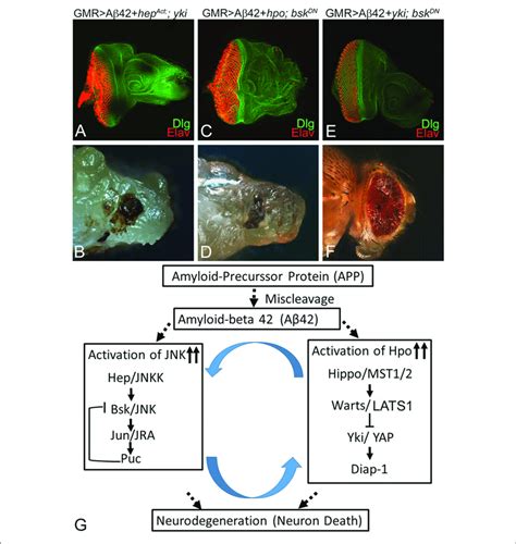 Hippo And C Jun Amino Terminal Kinase Jnk Signaling Act Download Scientific Diagram