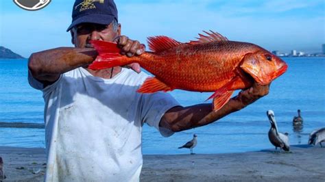 Invita Conapesca A Consumir Pescados Y Mariscos