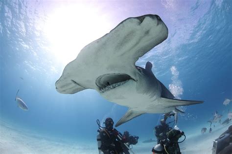 When is National Geographic’s SharkFest 2023? - silive.com