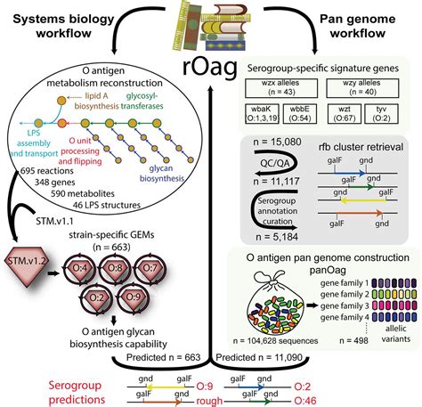 Systems Biology And Pangenome Of Salmonella O Antigens Mbio