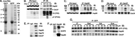 Fibroblast Growth Factor Receptor 3 Fgfr3 Is A Strong Heat Shock