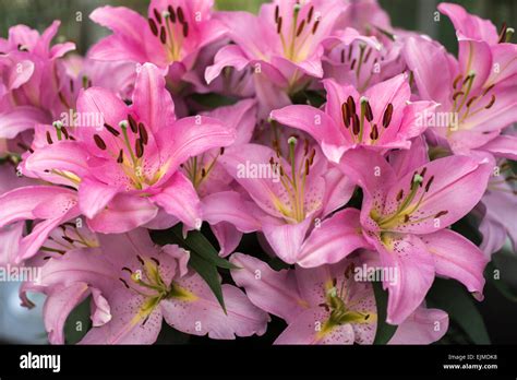 Lilium 'Pink Bouquet' Stock Photo - Alamy