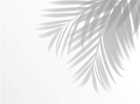 Premium Vector Palm Leaves Shadow Background Realistic Overlay