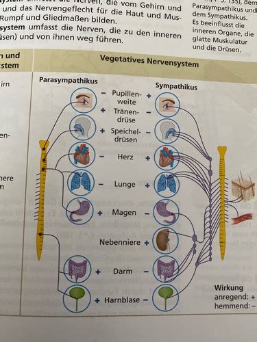 Nervensystem Flashcards Quizlet