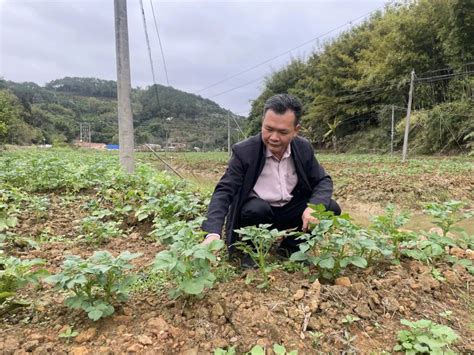 聚焦“百县千镇万村高质量发展工程”丨郁南桂圩镇：冬种马铃薯迎来丰收新“薯”光