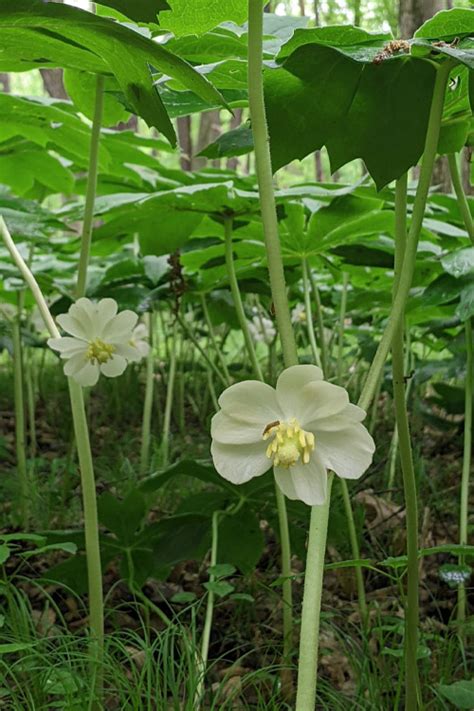 Buy May Apple Plant Podophyllum Peltatum FREE SHIPPING Wilson