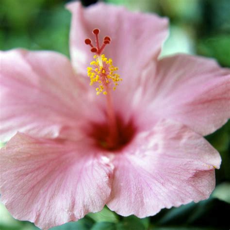 Tropical Hibiscus