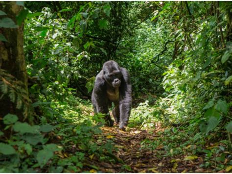 Bwindi Impenetrable National Park - Southern Sky Adventures