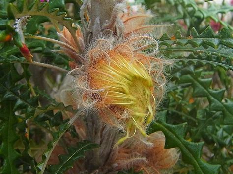 Plantfiles Pictures Dryandra Dryandra Plumosa By Kell