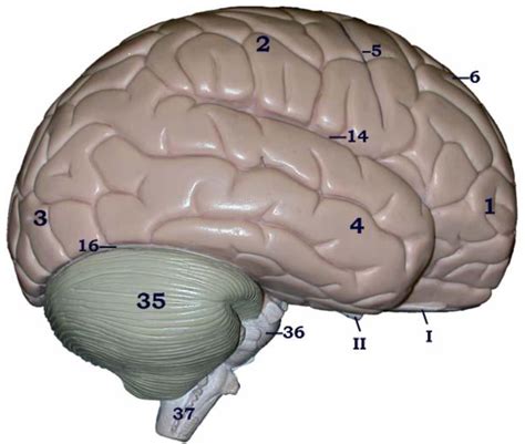 Bctc Lab 9 Brain Diagram Quizlet