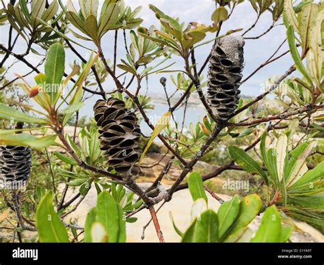 Banksia Tree With Seed Cones And Leaves Close Up Stock Photo Alamy