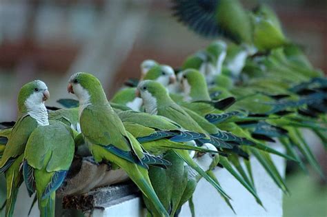 Monk Parakeets Birds Monk Parakeet Parakeet Parakeet Bird