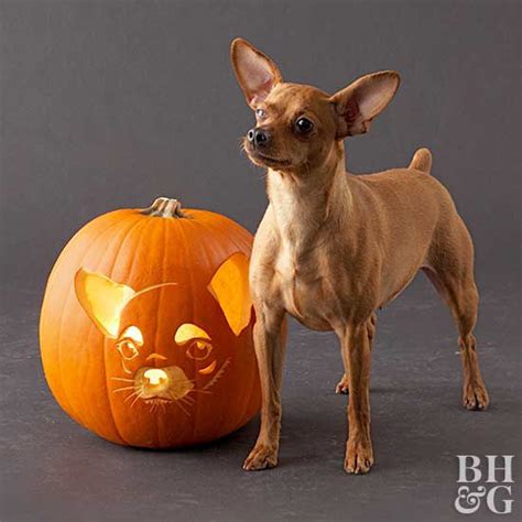 24 Free Pumpkin-Carving Stencils of Favorite Dog Breeds | Better Homes ...