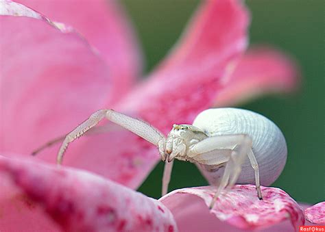 Цветочный паук: описание, поведение, питание и факты - animz.ru