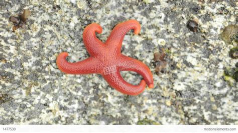 Time Lapse Of An Ochre Sea Star, Pisaster Ochraceus Moving Across A Rock On Stock video footage ...