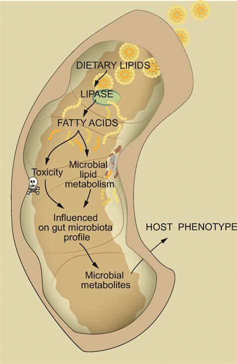 Interaction Between Dietary Lipids And The Gut Microbiota Influences