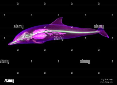 Dolphin Skeleton Coloured 3d Magnetic Resonance Imaging Mri Scan