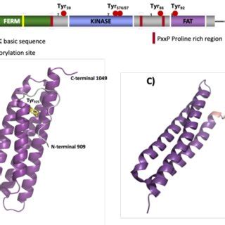 Overview of FAK domains and FAT structures. A) Schematic overview of ...