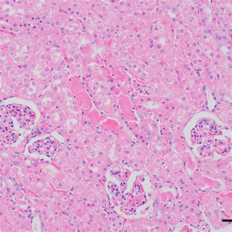 Photomicrographs Of Tissue Sections From The Liver A And B And Kidney