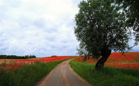 Wallpaper Landscape Hill Nature Grass Sky Field Road Morning