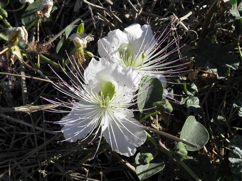 Capparis Spinosa L Plants Of The World Online Kew Science