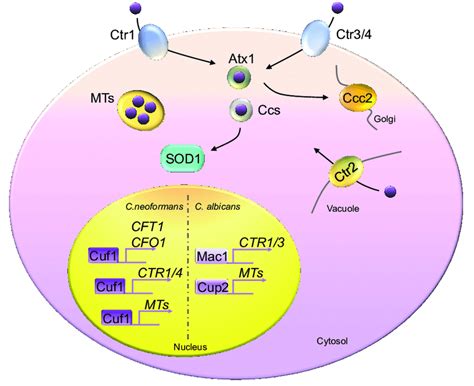 Copper Homeostasis In Fungi Fungal Cells Generally Encode Two