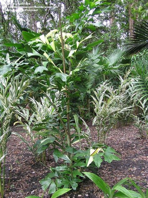 Plantfiles Pictures Caryota Species Burmese Fishtail Palm Clustered