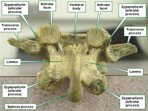 Zygapophysis