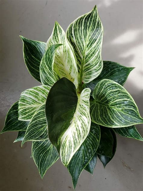 Mother Plant Philodendron Birkin Albo Variegated Bushy Healthy Happy