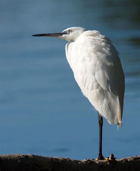 The Four Seasons of the Little Egret